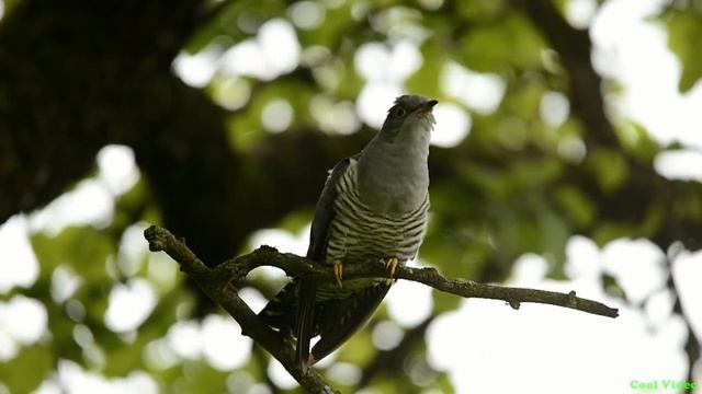 Обыкновенная кукушка (Cuculus Canorus)
