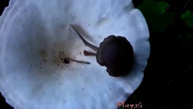 Кухонные Фантазии