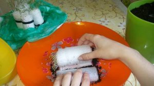 Посев семян в "улитку" 100% успех. Часть№2 Томаты, шпинат, салат, базилик, руккола