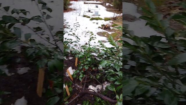 Лавровишня в Подмосковье - Cherry laurel in Moscow Region смотреть онлайн