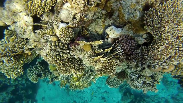 Коралловый риф отеля Hilton Sharks bay смотреть онлайн