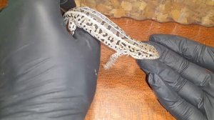 Как  правильно брать в руки рептилий. Как приручить прыткую ящерицу?