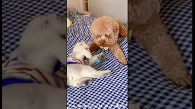 Домашние животные #17 смотреть онлайн