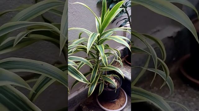 Dracaena reflexa, song of India from Mana Vistha's garden смотреть онлайн