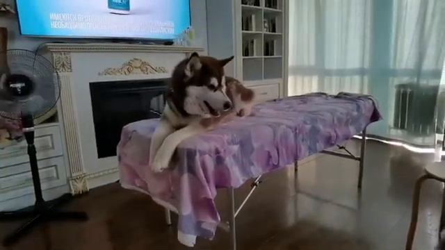 Хаски. Стая. #45 Обработка участка от клещей смотреть онлайн