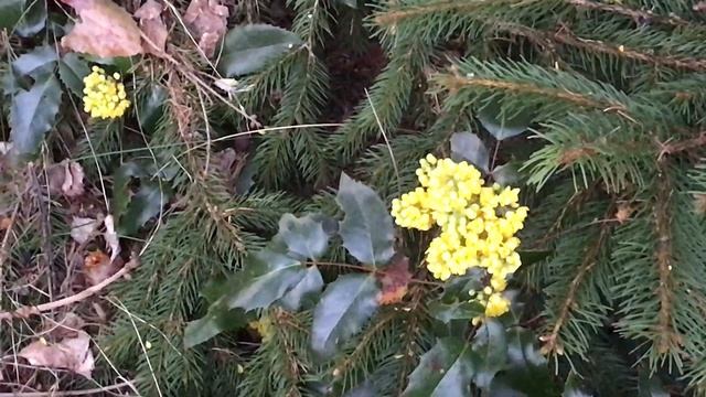 Mahonia à Feuilles De Houx 'Mahonia Aquifolium' Trouve Son Habitat Sous L'épicéa