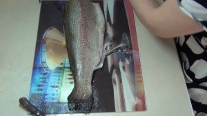 Как почистить и разделать форель.