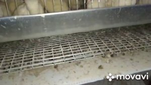 Как определить несётся перепёлка или нет?