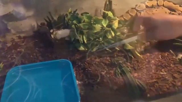 Como Alimento minha Python Régius? смотреть онлайн