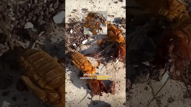 Шок, оно извело всю медведку! смотреть онлайн