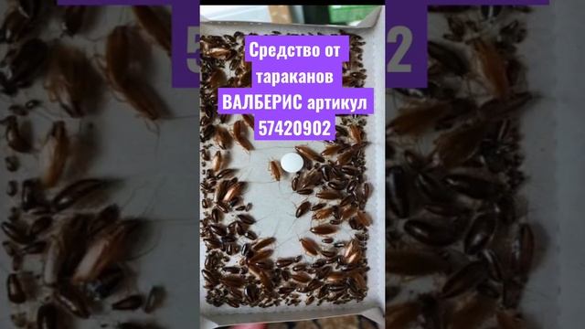 Самое лучшее средство от тараканов форссайт форсайт избавиться от муравьем насекомых смотреть онлайн