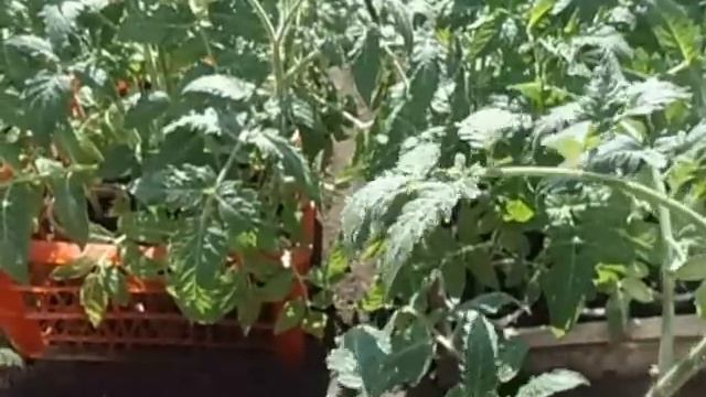СОРТ ТОМАТА НАСТЕНЬКА - НОВЫЙ КРУПНОПЛОДНЫЙ НЕПАСЫНКУЮЩИЙСЯ СОРТ Видео Ольги Черновой 21 апреля смотреть онлайн