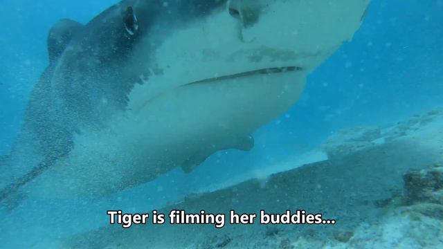 The Tiger Sharks of Fuvahmulah - Shark filming his buddies смотреть онлайн