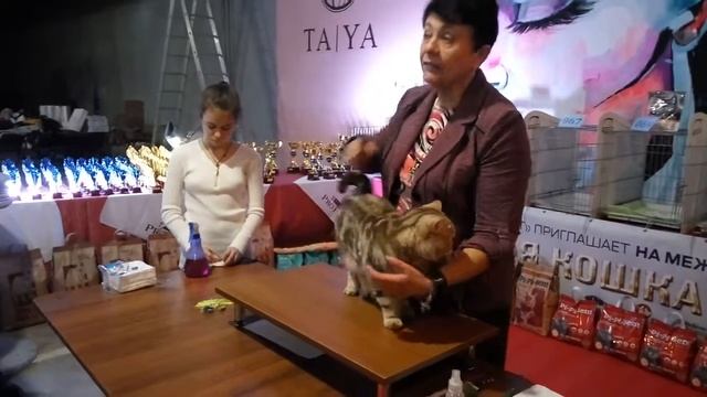 Британский кот Daddy Bear в wcf-ринге взрослых животных, эксперт Дьячук. Золотая кошка Беларуси 201 смотреть онлайн