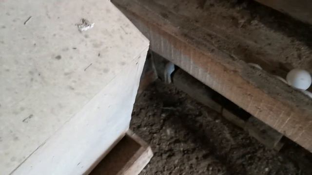 Приехала к своим девчонкам. Сбор яиц. смотреть онлайн