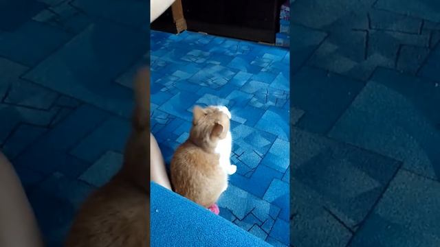 Рыжий котико 2 смотреть онлайн