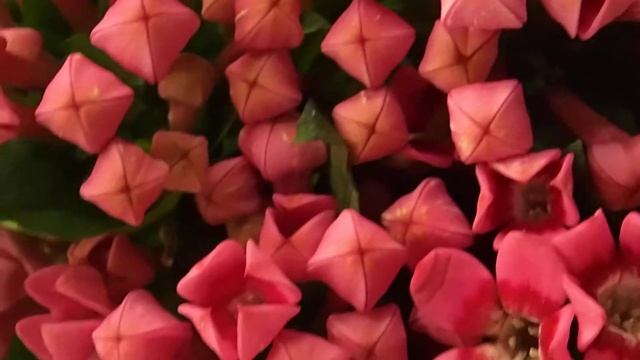 Bouvardia 'Royal Daphne Fresco' смотреть онлайн