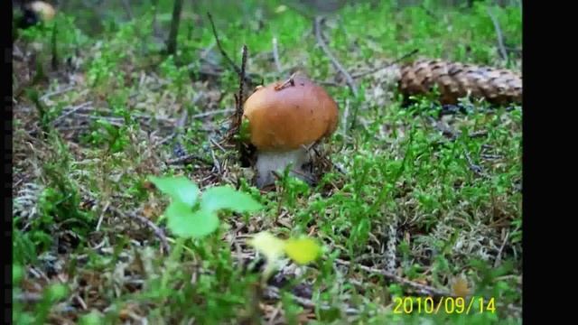 грибы Калужской области............ смотреть онлайн