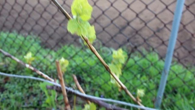 Посадка картошки 2020 / виноград / клубника смотреть онлайн