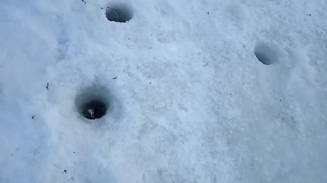 6 и 8 января Ленок и таймень с подольда перед рождеством и сразу после Две горных реки смотреть онлайн