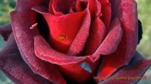 Роза чайно-гибридная Баркарола (barkarole) ? обзор: как сажать, саженцы розы Баркарола