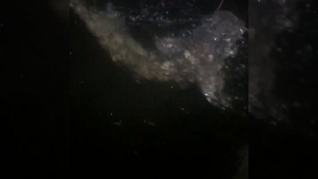 Silurus Glanis?