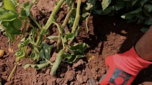 Картофель сорта Коломба. Урожай 2023 года