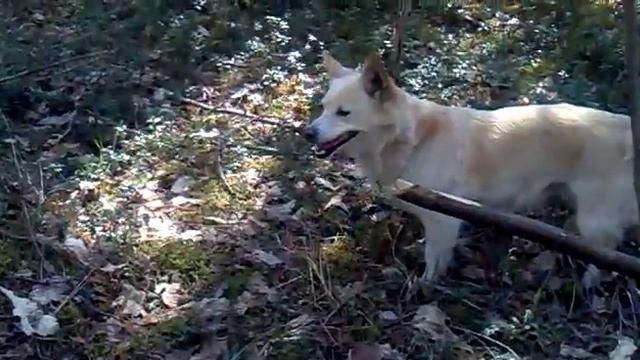 СОБАКА РАЗАДРАЛА ЗМЕЮ смотреть онлайн