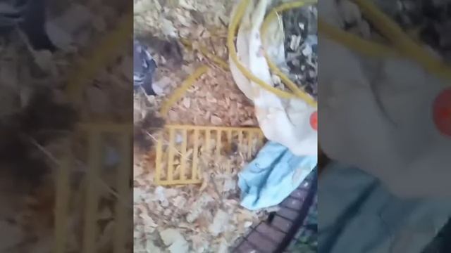 #хомки Домашний Птица или птинец|трясогуска птичка смотреть онлайн