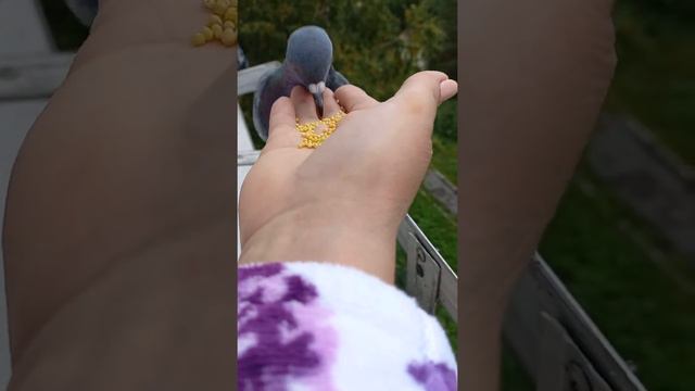 ваше величество борзость делает успехи смотреть онлайн