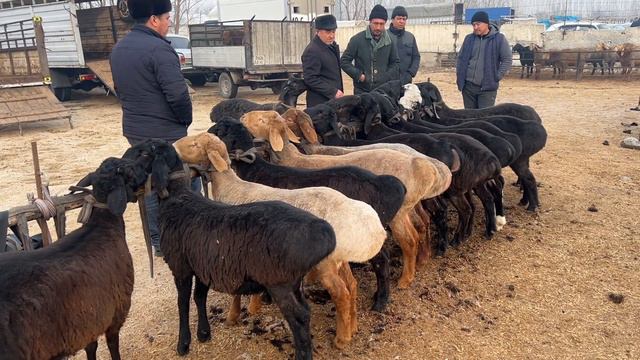 QUMTEPA CHORVA BOZORI SIGIRLAR TOYLAR QOZILAR NARXLARI 22 февраля 2024 г.