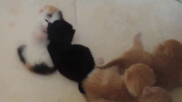 Котята в дар. Отдадим котят в добрые руки. Привезем в любую точку Москвы и МО. смотреть онлайн