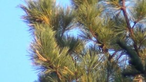 Кедр. Заготовка кедрового ореха. От А до Я. Тайга Сибирь Охота Рыбалка Выживание