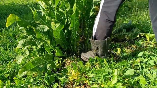 Копаем хрен или хреновая закуска из помидор смотреть онлайн