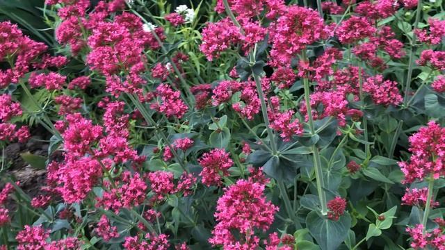 Centranthus Ruber