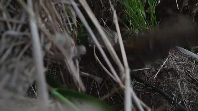 Смотри что я поймал на Северной реке! смотреть онлайн