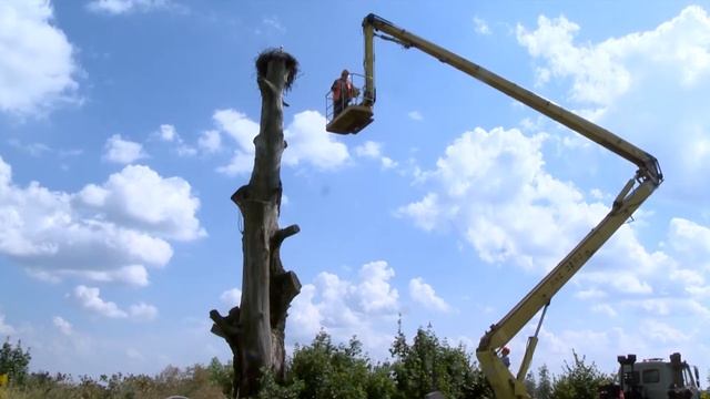 Пенсионер приручил аиста смотреть онлайн