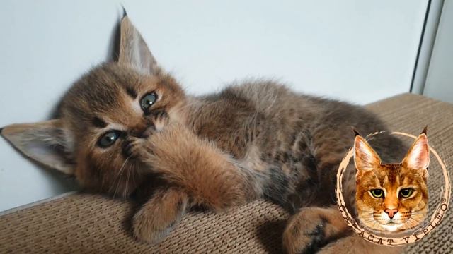Каракет девочка, заводчик Анна Кузьмина. Caracat female, breeder Anna Kuzmina. смотреть онлайн
