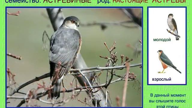 Ястреб 2. Америка. Голоса птиц смотреть онлайн