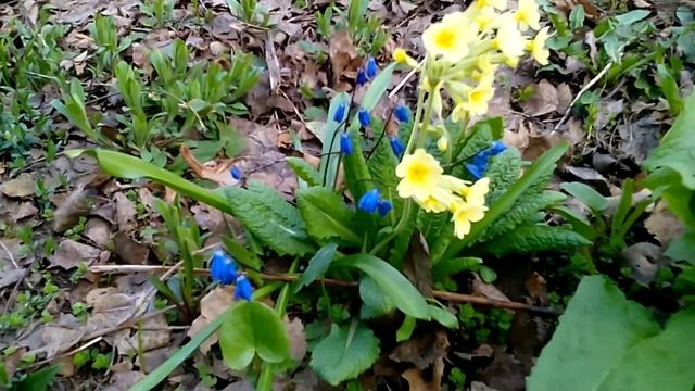 Фиалка удивительная и другие первоцветы смотреть онлайн