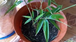 Мой бамбук из семян | часть 3