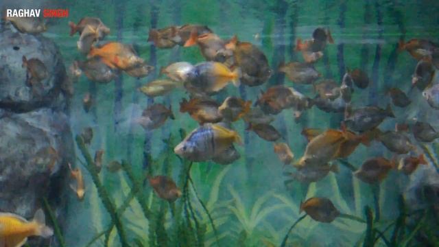 Beautiful Colourful fishes in Shanghai Ocean Aquarium смотреть онлайн