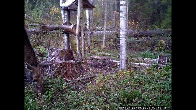 Лоси на солонце с июля по октябрь. смотреть онлайн