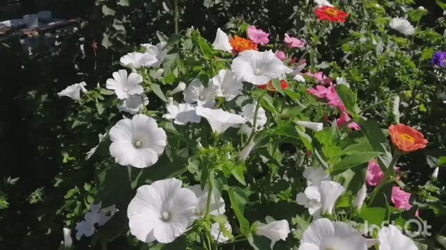 05.08.22 Влог-мой вкусный рацион-сад-огород на начало августа-пою... смотреть онлайн