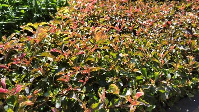 Как выглядит кустарник Альтернантера? смотреть онлайн