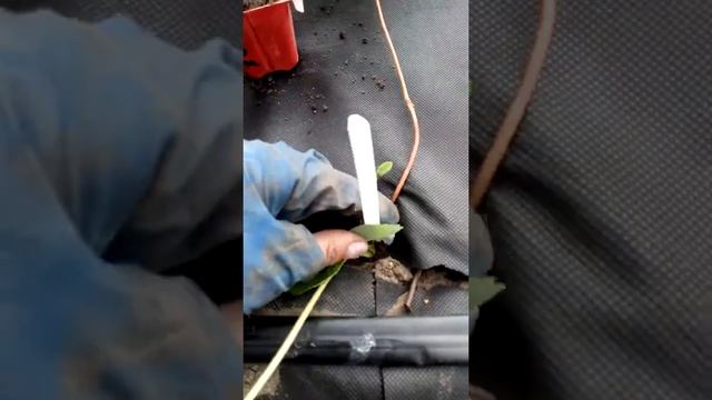 Укоренение усов клубники на ремонтантных сортах Ферма "Омская Ягода" смотреть онлайн