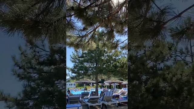 Пляж, шишки, сосна, виден немного бассейн, Анапа