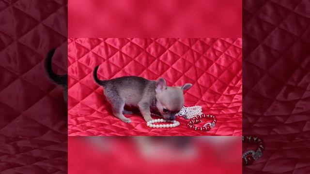 Крошечка Чихуахуа 2 июня 2023 г. смотреть онлайн