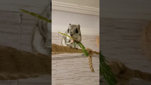 Жужик - белка летяга. Flying Squirrel смотреть онлайн