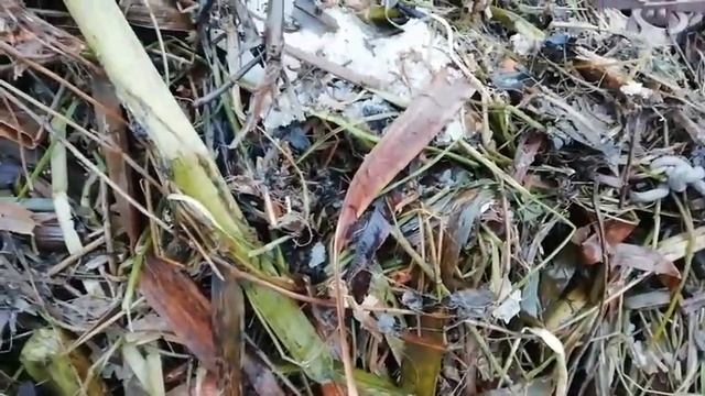 Сибирь, охота на Норку и установка Капкана на Андатру, без всякой приманки. смотреть онлайн